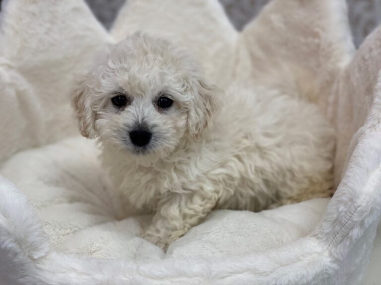 Bichon Poo - Bichon Poo