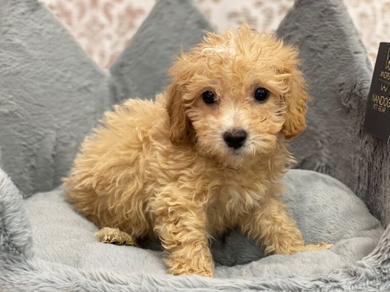 Jack - Bichonpoo