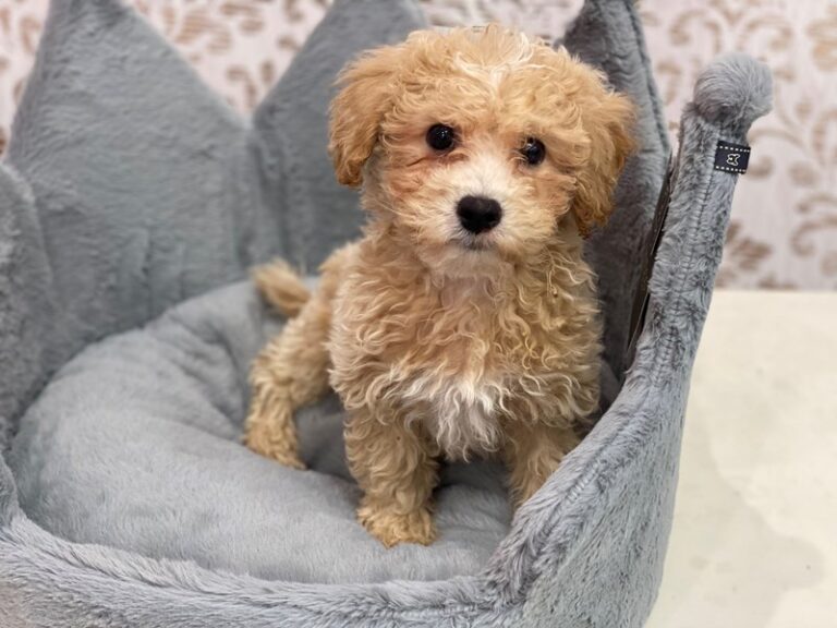 Colby - Bichonpoo