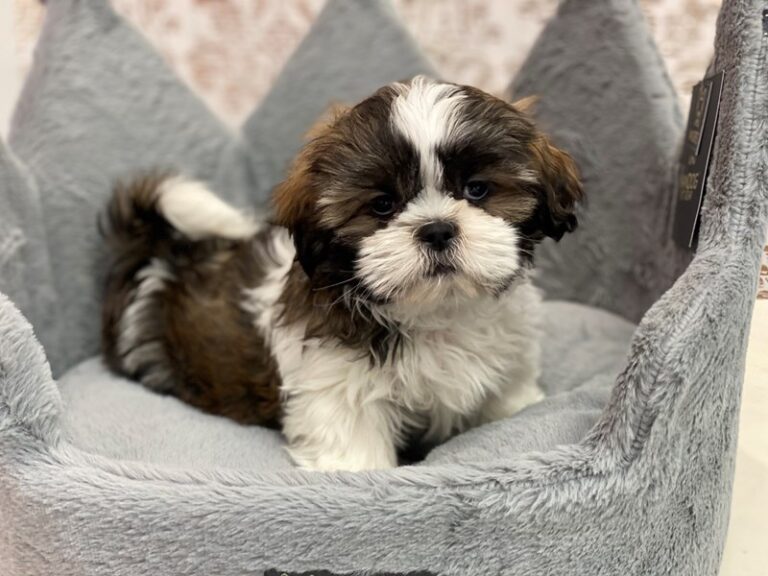 Stewart - Shih Tzu