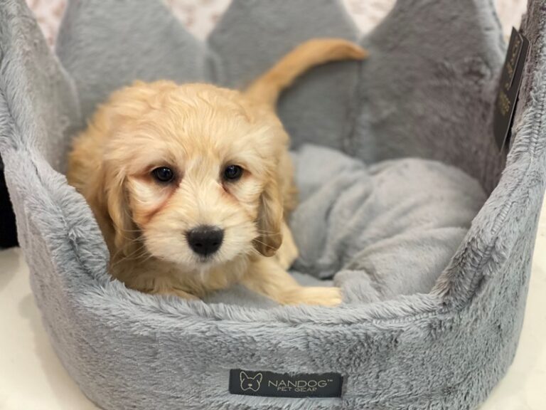 Blossom - F1 Mini Goldendoodle
