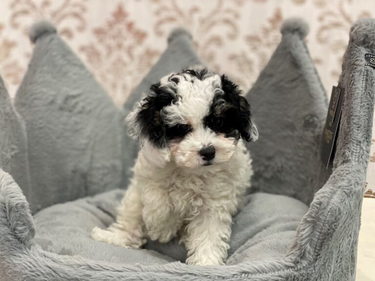 Bixby - Poodle Mini