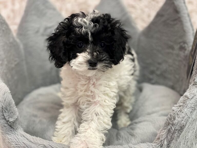 Willow - Poodle Mini