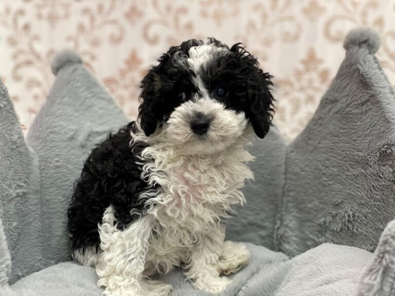 Iris - Poodle Mini