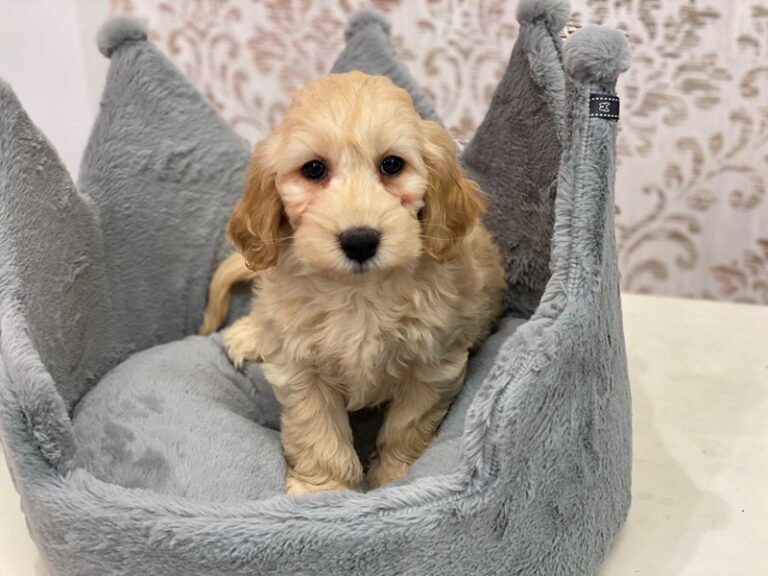Bubbles - F1 Mini Goldendoodle