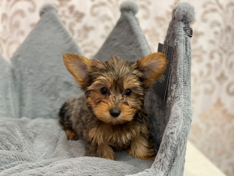 Sancho - Yorkshire Terrier