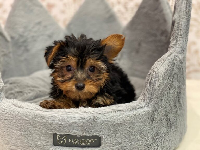 Ninja - Yorkshire Terrier