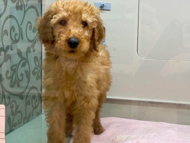 AJ - Labradoodle