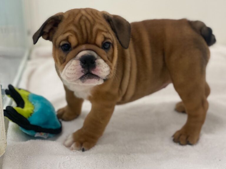 Midge - English Bulldog