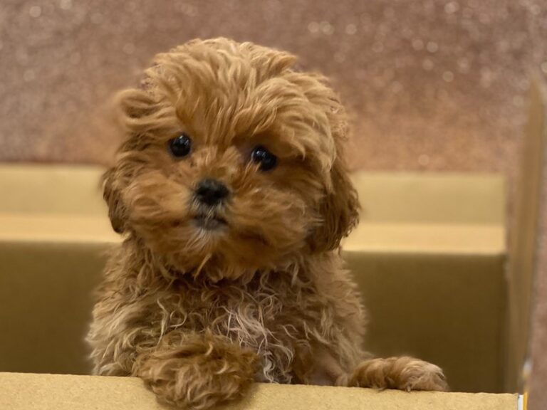 Bolt - Shipoo