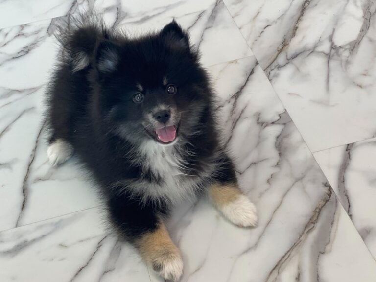 Bear - Pomsky