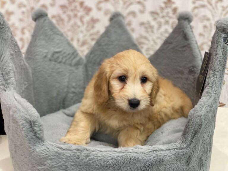 Buttercup - F1 Mini Goldendoodle