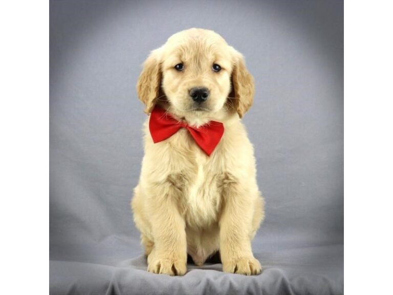 Dudley - Golden Retriever