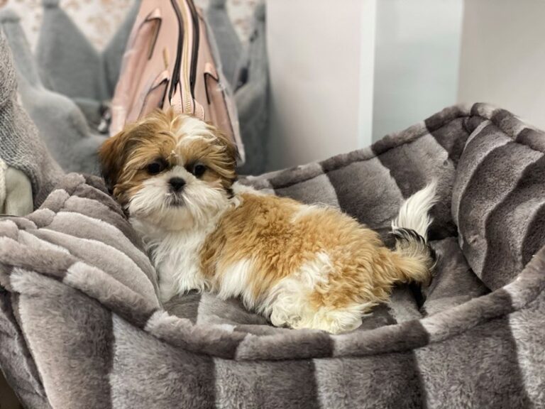 Clyde - Shih Tzu