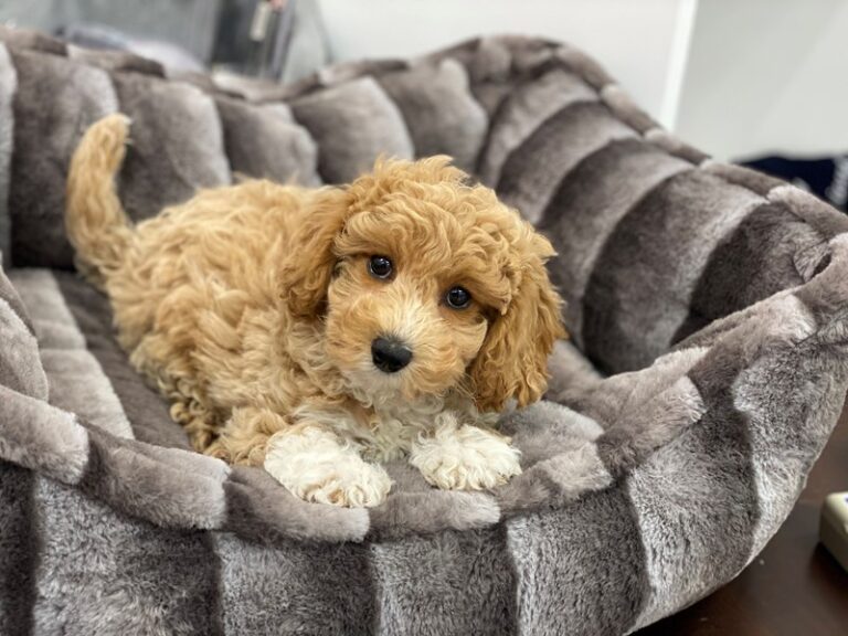 Bichapoo - Bichapoo