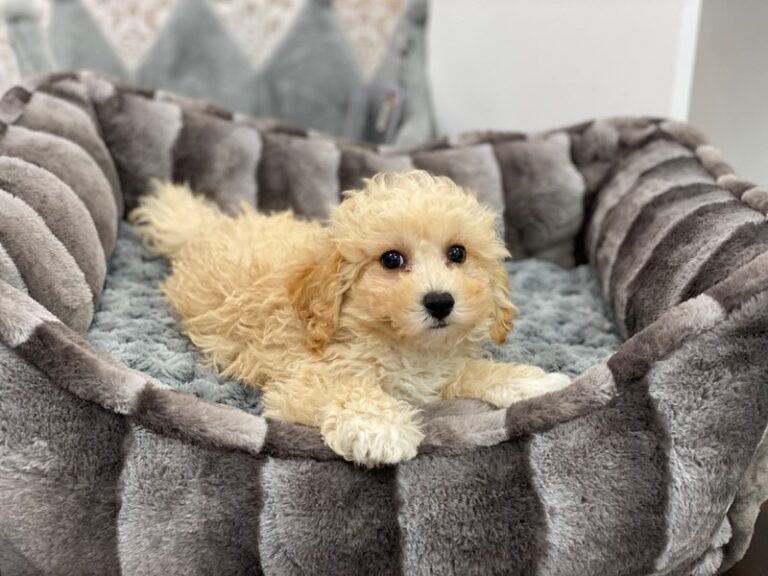 Bichapoo - Bichapoo