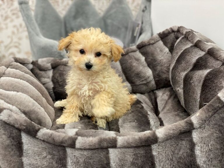 Bichapoo - Bichapoo
