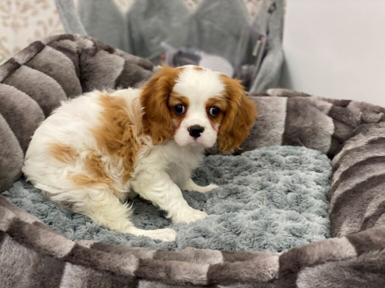 Cavalier King Charles Spaniel - Cavalier King Charles Spaniel