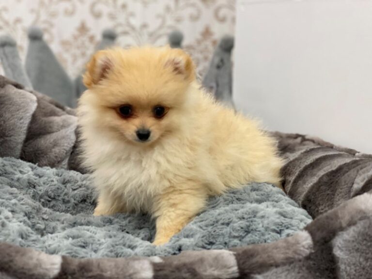 Sammy - Pomeranian