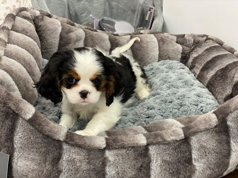 Cavalier King Charles Spaniel - Cavalier King Charles Spaniel