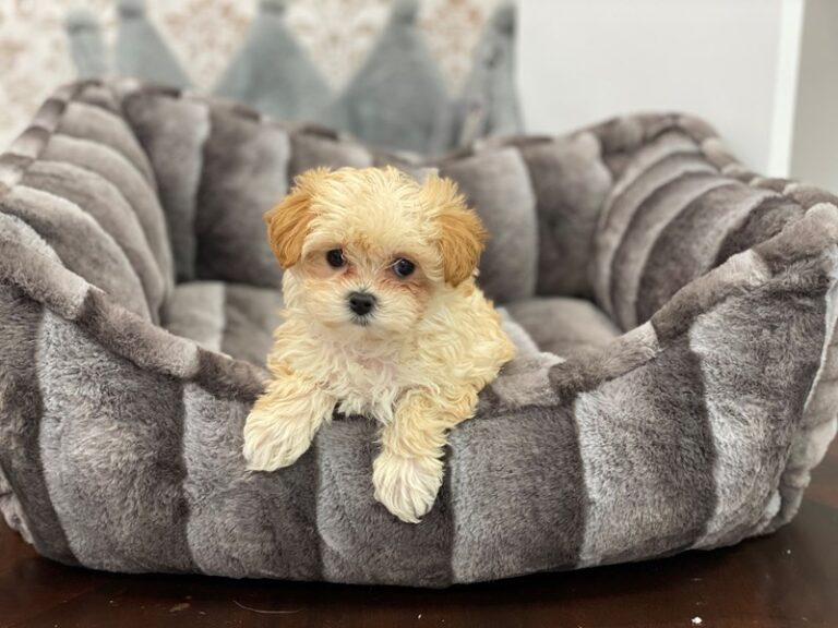 Olivia - Maltipoo