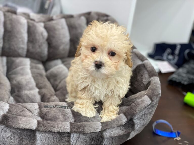 Bean - Maltipoo