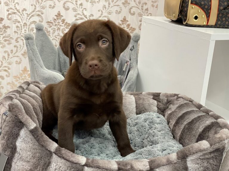 Jasper - Labrador Retriever