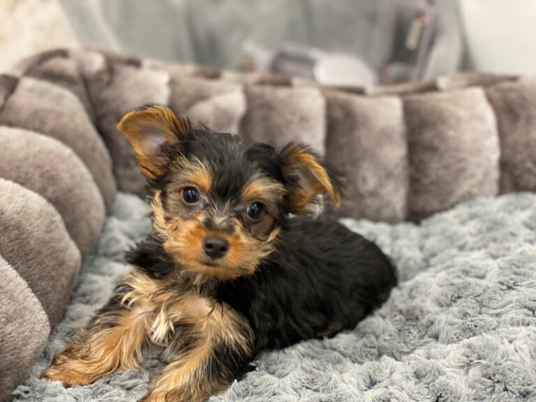 Chico - Yorkshire Terrier