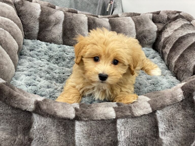 Maltipoo - Maltipoo