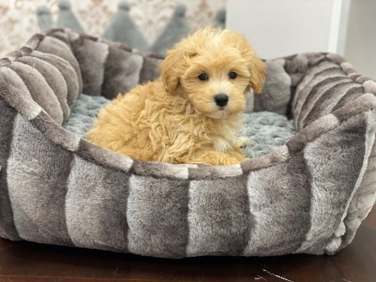 Maltipoo - Maltipoo