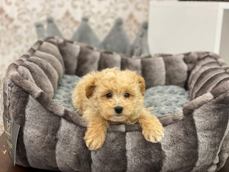 Theo - Maltipoo