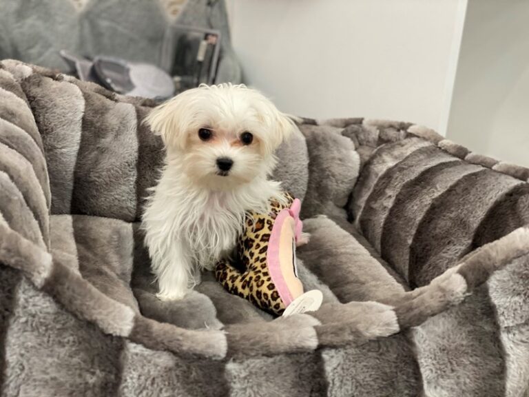 Cindy - Maltese