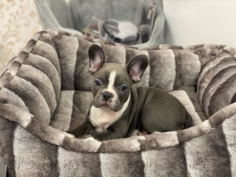 Toby - Frenchton
