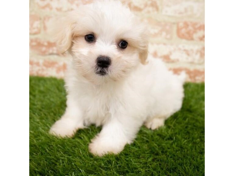 Ozzy - Maltipoo