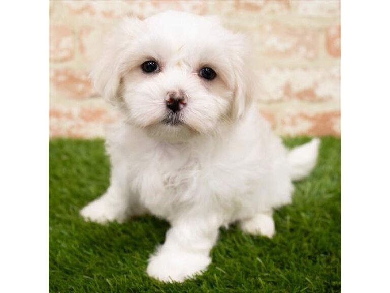 Frankie - Maltese