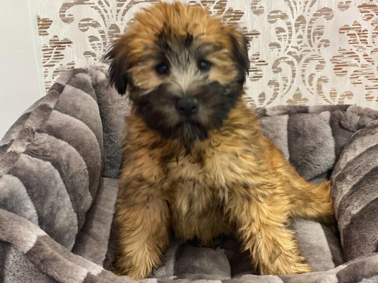 Willie - Soft Coated Wheaten Terrier