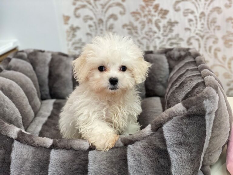 Elmer - Maltipoo