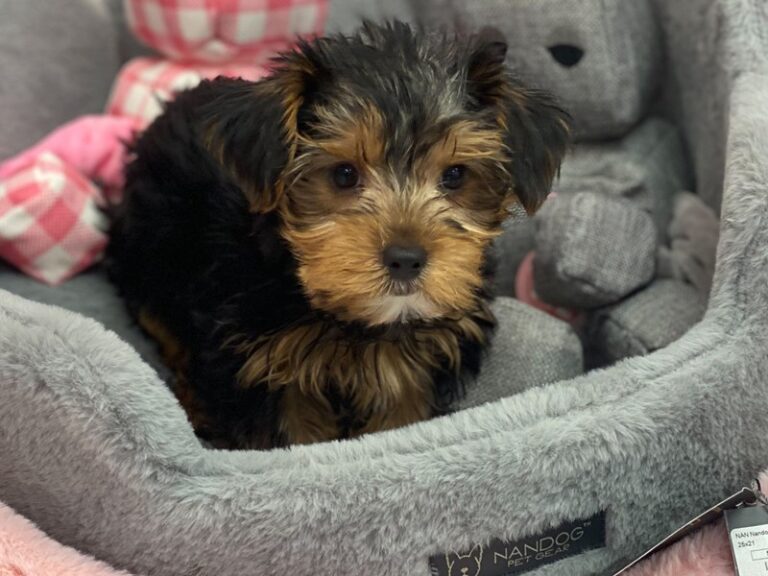 Peanut - Yorkshire Terrier