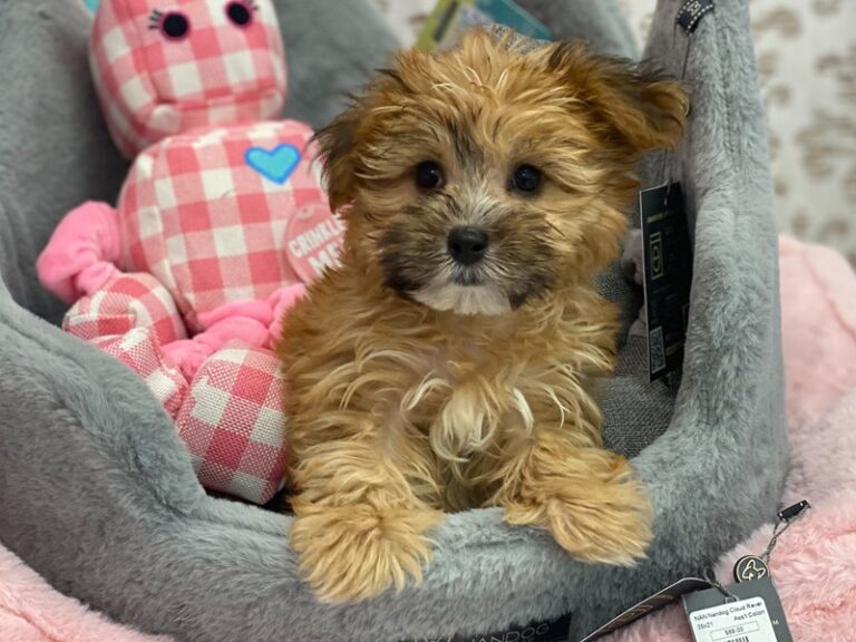 Ducky - Morkie