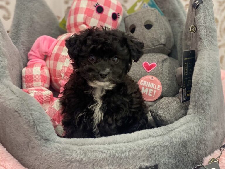 Tippy - Aussiedoodle Mini