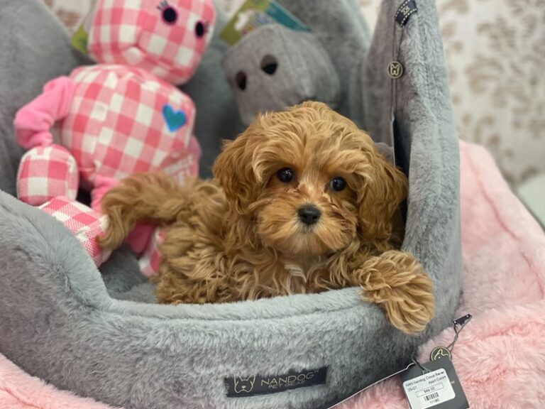 Millie - Cavachon Poo