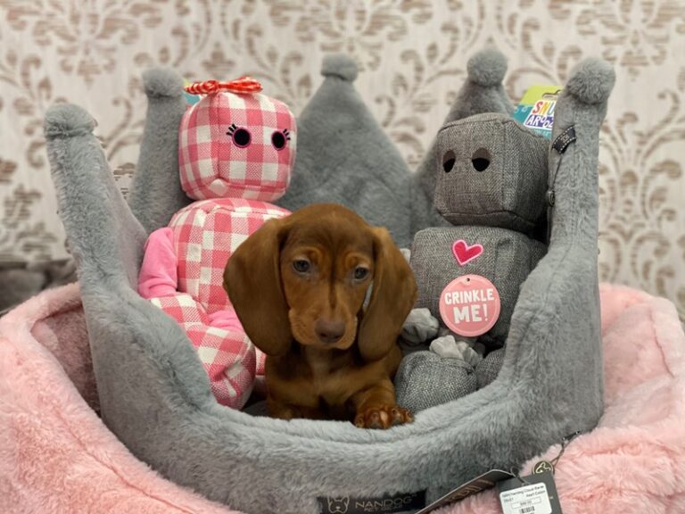 Rudy - Dachshund
