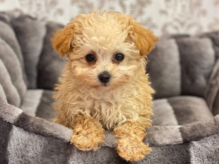 Harper - Maltipoo