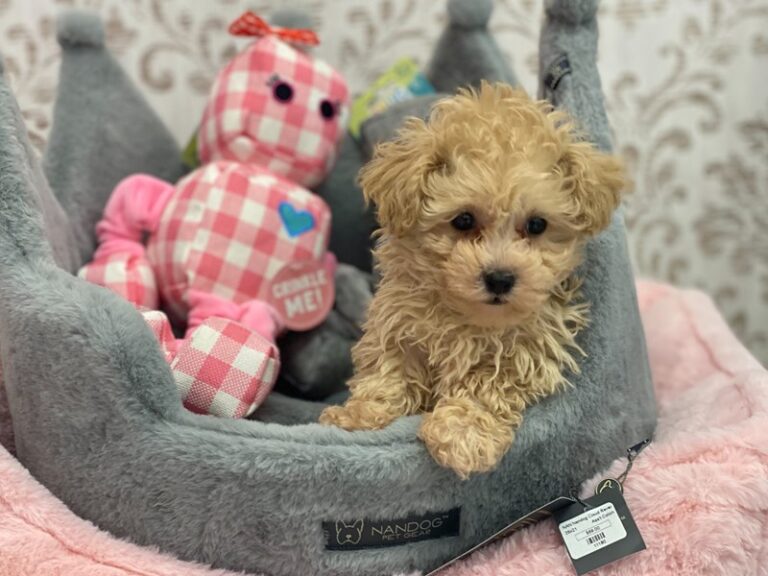 Oliver - Poodle Toy