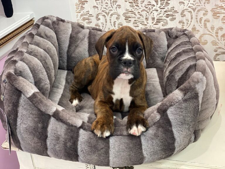 Duke - Boxer
