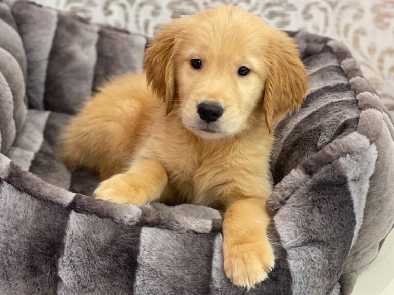 Leo - Golden Retriever