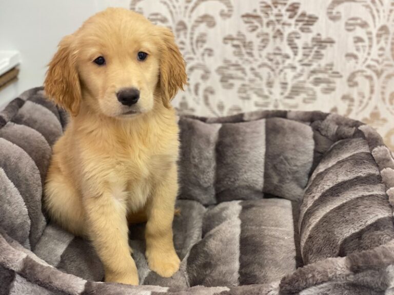 Lulu - Golden Retriever