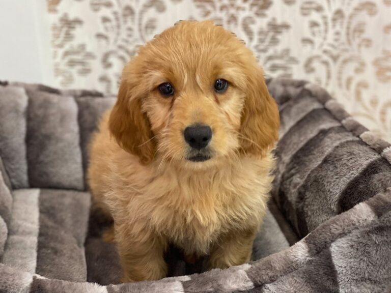 Ranger - Mini Goldendoodle