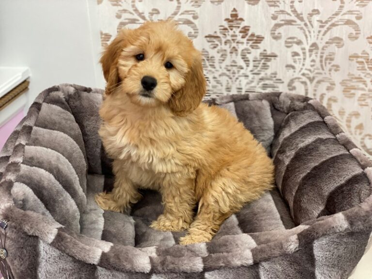 Emma - Mini Goldendoodle