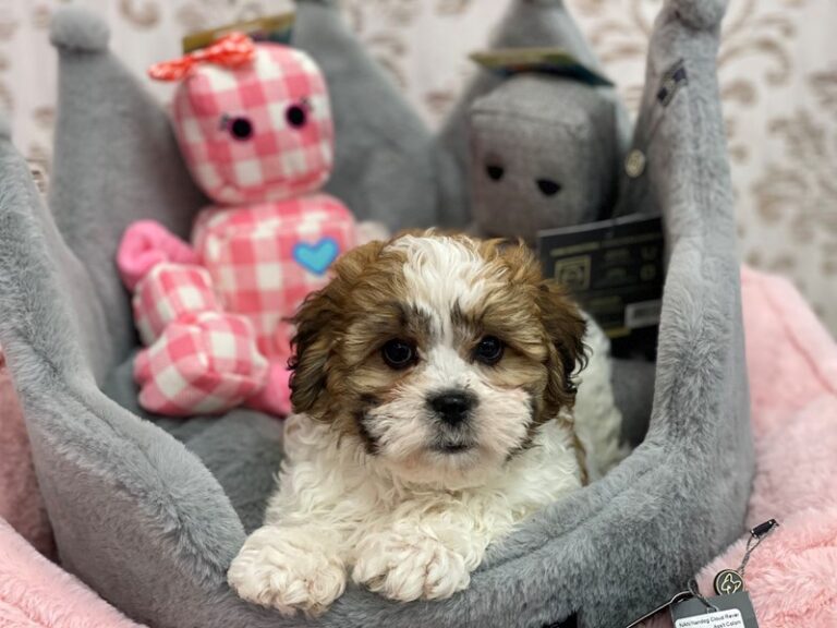Zeke - Teddy Bear